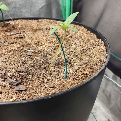 Mango Mrrr  #1 growlog timeline photo