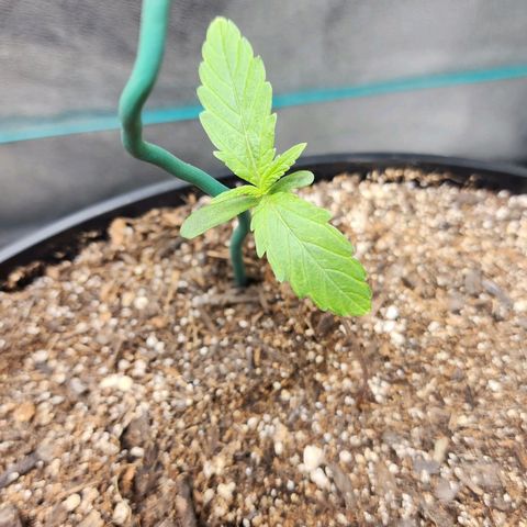 Mango Mrrr  #2 growlog timeline photo
