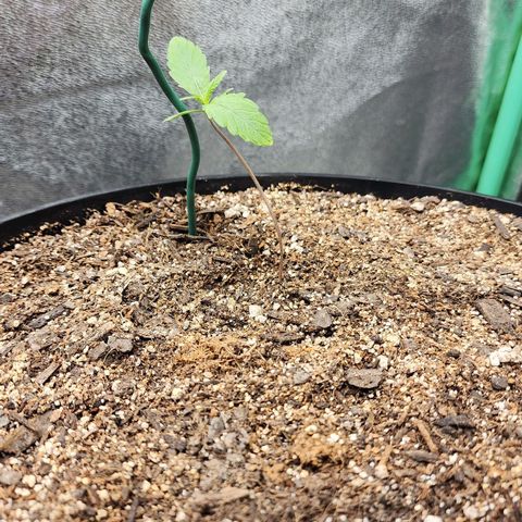 Mango Mrrr  #2 growlog timeline photo