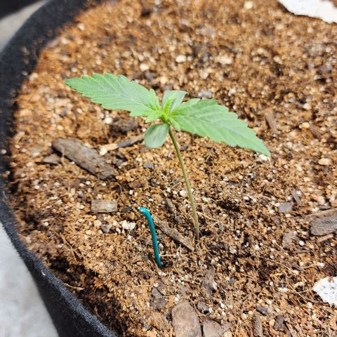 Methane #1 growlog timeline photo