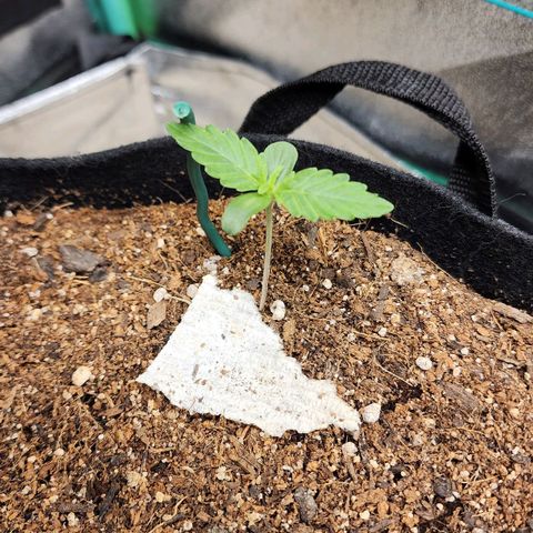 Methane #2 growlog timeline photo