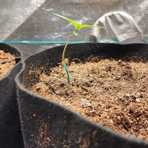 Gorilla Glue #1 growlog timeline photo