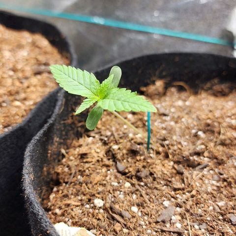 Gorilla Glue #1 growlog timeline photo