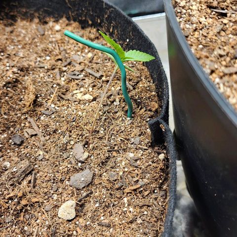 Gorilla Glue #2 growlog timeline photo