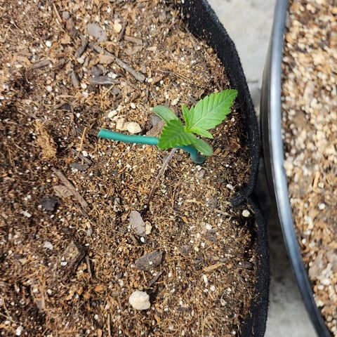 Gorilla Glue #2 growlog timeline photo