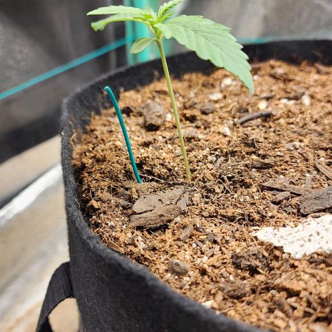 Methane #1 growlog timeline photo