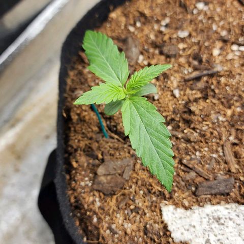 Methane #1 growlog timeline photo