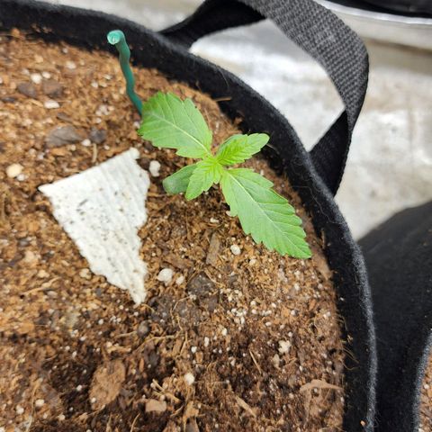 Methane #2 growlog timeline photo