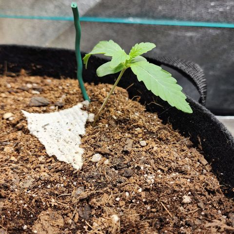 Methane #2 growlog timeline photo