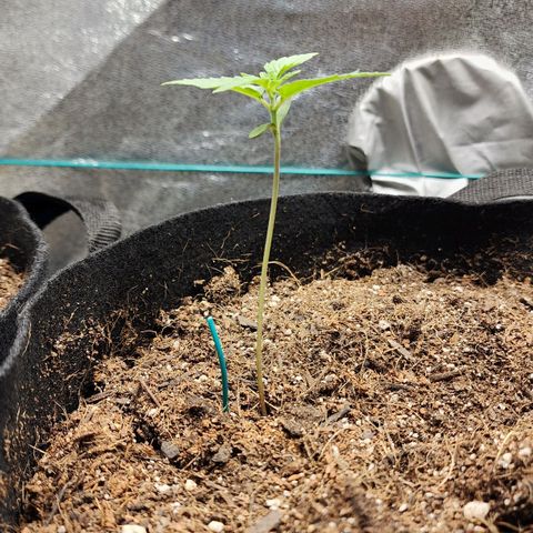 Gorilla Glue #1 growlog timeline photo