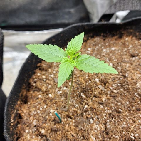 Gorilla Glue #1 growlog timeline photo