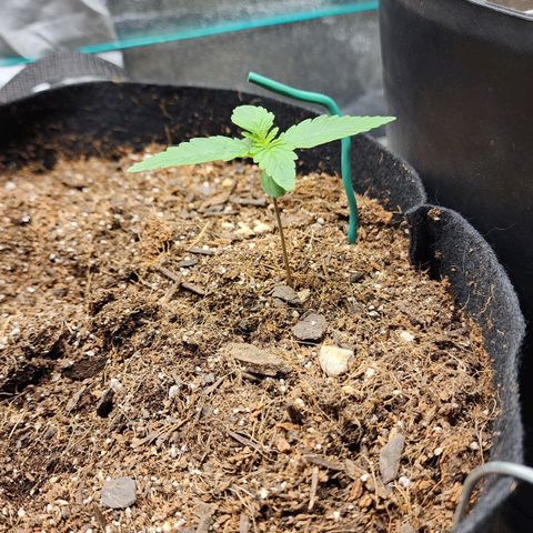 Gorilla Glue #2 growlog timeline photo