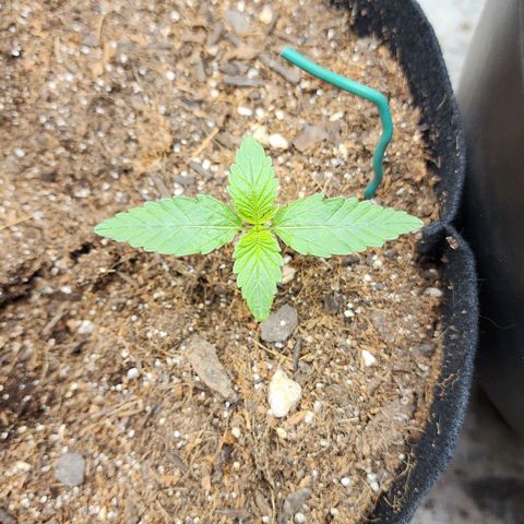 Gorilla Glue #2 growlog timeline photo