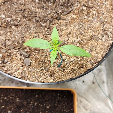 Mango Mrrr  #1 growlog timeline photo