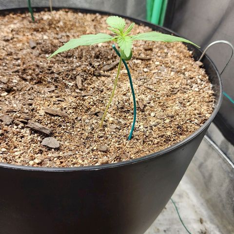 Mango Mrrr  #1 growlog timeline photo