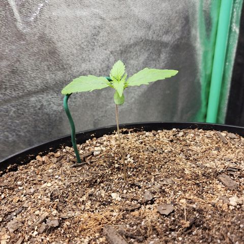 Mango Mrrr  #2 growlog timeline photo