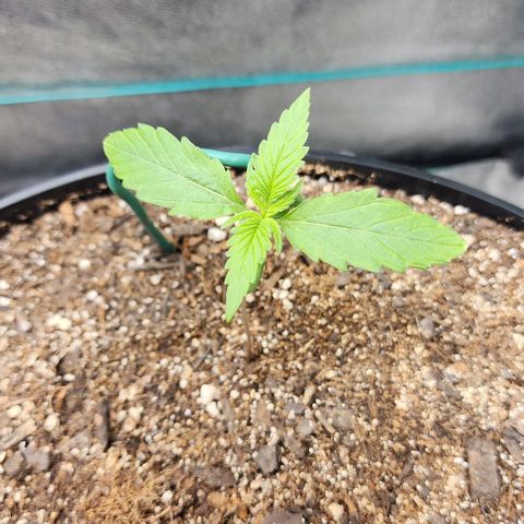 Mango Mrrr  #2 growlog timeline photo