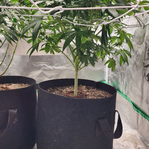 The Magus growlog timeline photo