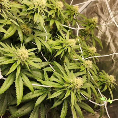 The Magus growlog timeline photo
