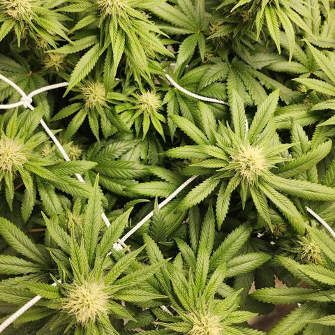 The Magus growlog timeline photo