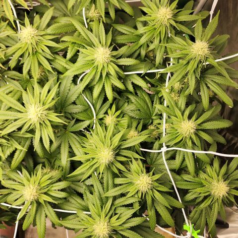 The Magus growlog timeline photo