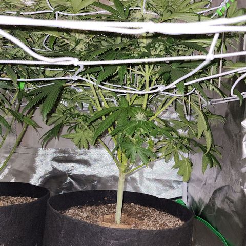 The Magus growlog timeline photo