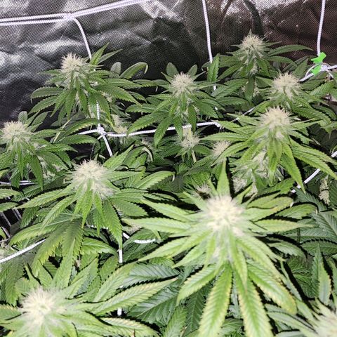 The Magus growlog timeline photo