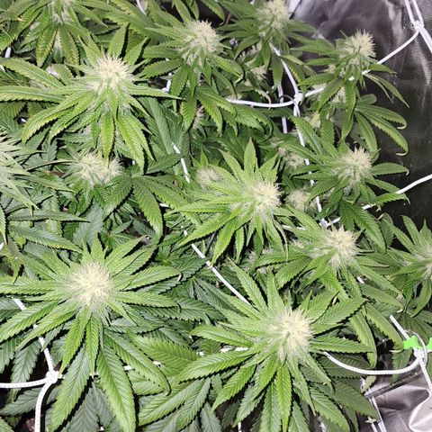 The Magus growlog timeline photo