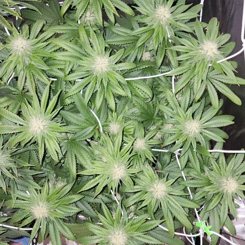 The Magus growlog timeline photo