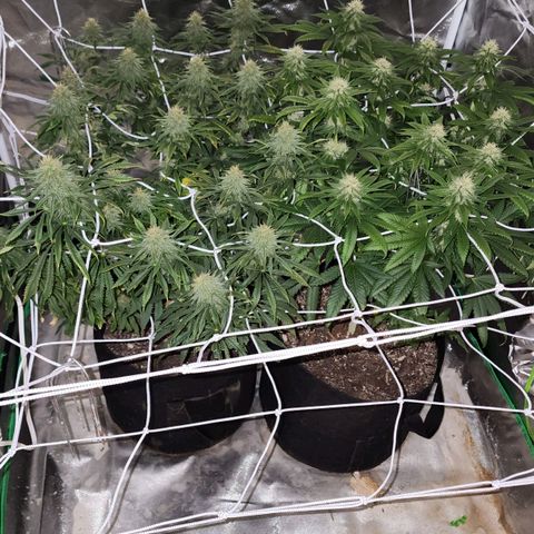 The Magus growlog timeline photo