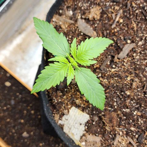 Methane #1 growlog timeline photo