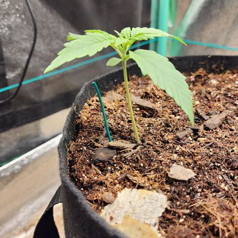 Methane #1 growlog timeline photo
