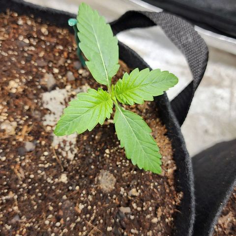 Methane #2 growlog timeline photo