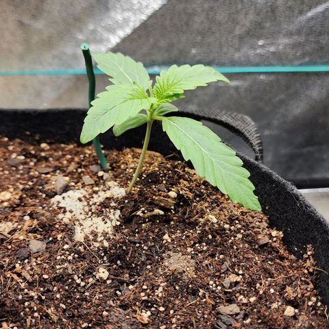 Methane #2 growlog timeline photo