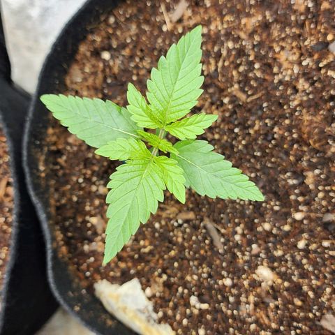 Gorilla Glue #1 growlog timeline photo