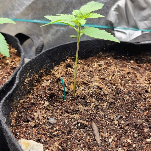 Gorilla Glue #1 growlog timeline photo