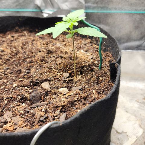 Gorilla Glue #2 growlog timeline photo