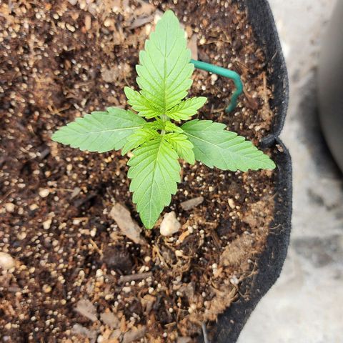Gorilla Glue #2 growlog timeline photo