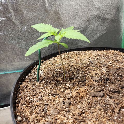 Mango Mrrr  #2 growlog timeline photo