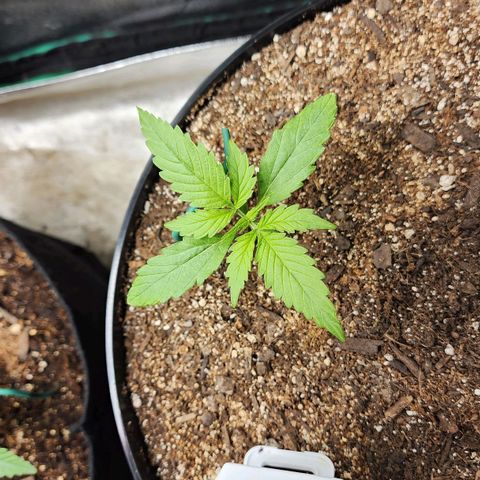 Mango Mrrr  #2 growlog timeline photo