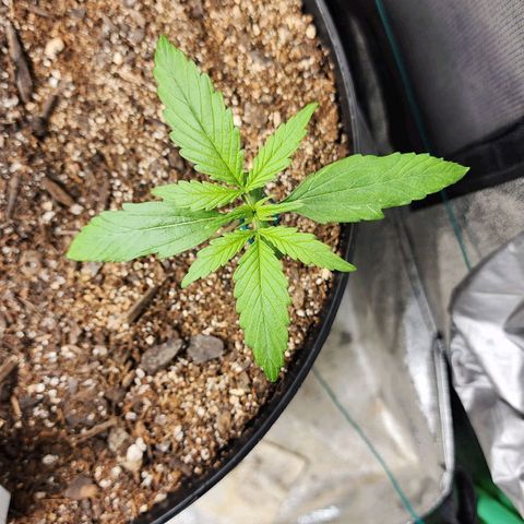 Mango Mrrr  #1 growlog timeline photo