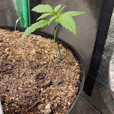 Mango Mrrr  #1 growlog timeline photo