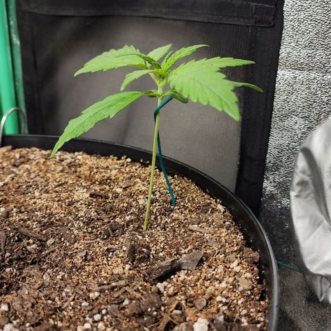 Mango Mrrr  #1 growlog timeline photo