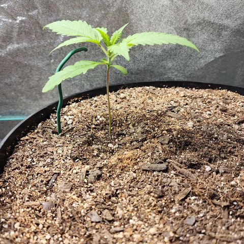 Mango Mrrr  #2 growlog timeline photo