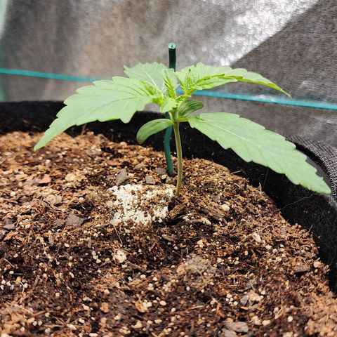 Methane #2 growlog timeline photo