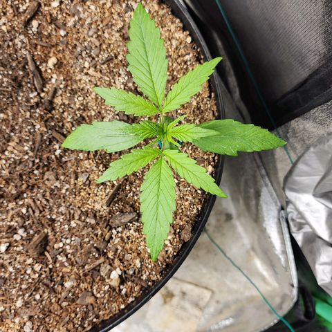Mango Mrrr  #1 growlog timeline photo