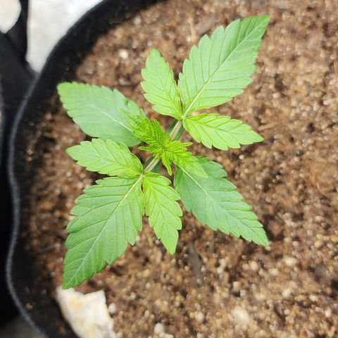 Gorilla Glue #1 growlog timeline photo