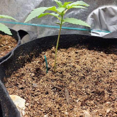 Gorilla Glue #1 growlog timeline photo