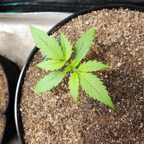 Mango Mrrr  #2 growlog timeline photo