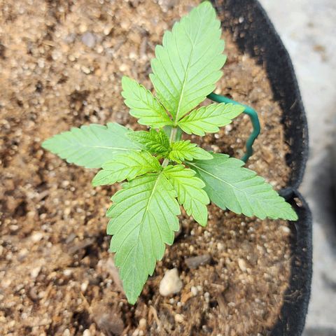 Gorilla Glue #2 growlog timeline photo
